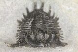 Bargain, Acanthopyge (Lobopyge) Trilobite - Issoumour, Morocco #154682-4
